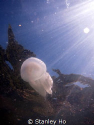 snorkeling in Hong Kong by Stanley Ho 